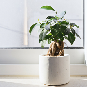 How to Reduce Indoor Air Pollutants & Improve Indoor Air Quality